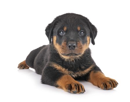 puppy rottweiler in front of white background