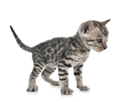 bengal cat in front of white background