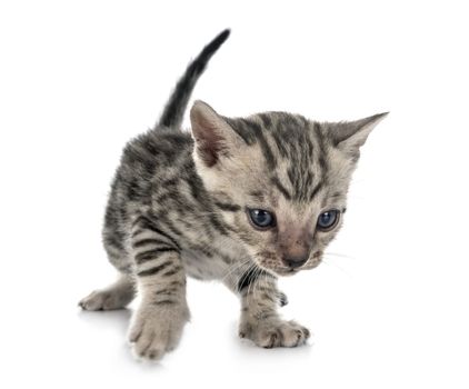 bengal cat in front of white background