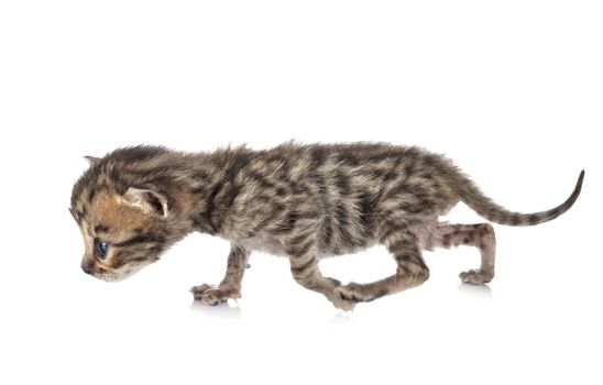 bengal cat in front of white background