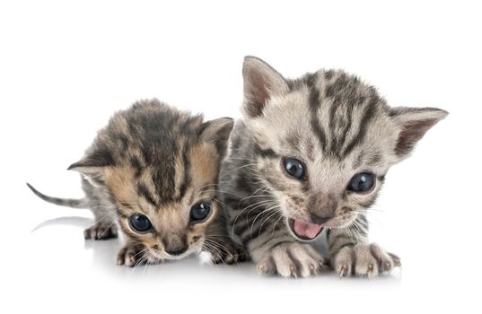 bengal cat in front of white background