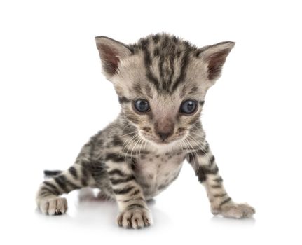 bengal cat in front of white background