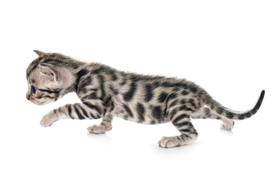 bengal cat in front of white background