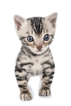 munchkin bengal cat in front of white background