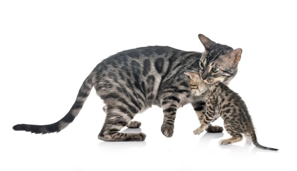 bengal cat in front of white background