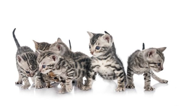 bengal cat in front of white background