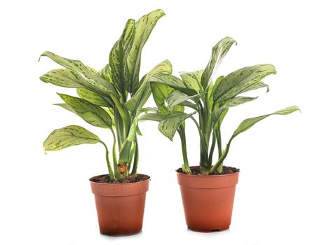 Aglaonema plant in front of white background