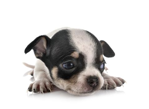 little chihuahua in front of white background