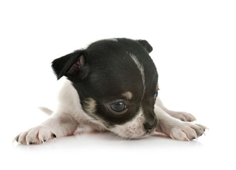 little chihuahua in front of white background