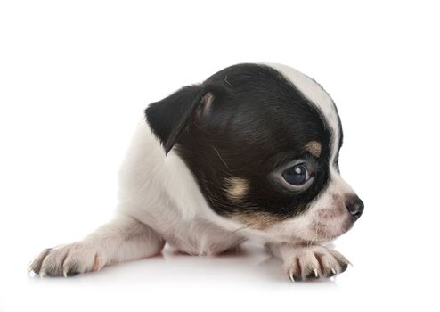 little chihuahua in front of white background