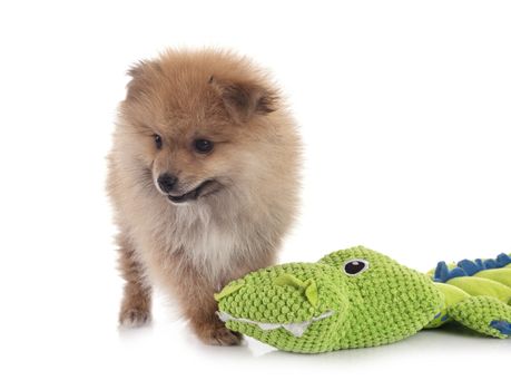 young pomeranian in front of white background