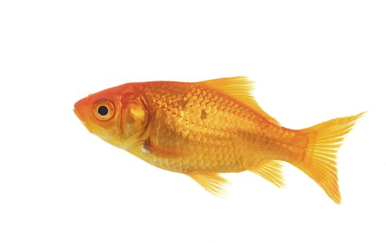 red goldfish in front of white background