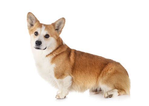 Pembroke Welsh Corgi in front of white background