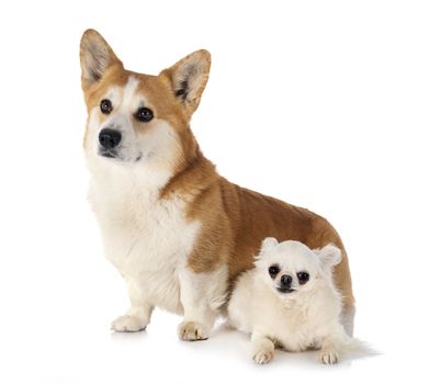 Pembroke Welsh Corgi and chihuahua in front of white background