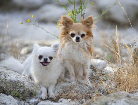 little chihuahuas posing in the nature in summer