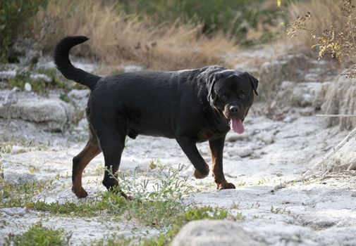 purebred rottweiler posing in the nature in summer