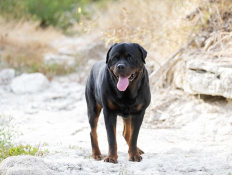 purebred rottweiler posing in the nature in summer