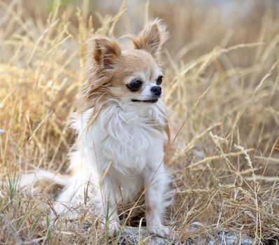 little chihuahua posing in the nature in summer