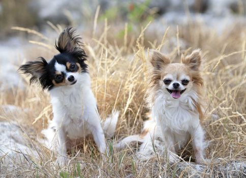 little chihuahuas posing in the nature in summer