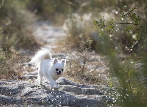 little chihuahua posing in the nature in summer