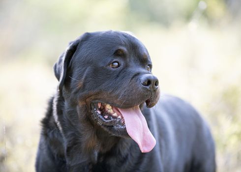 purebred rottweiler posing in the nature in summer