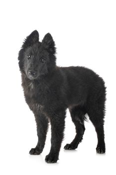 puppy Groenendael dog in front of white background