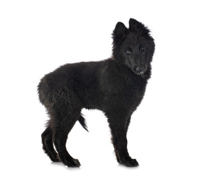 puppy Groenendael dog in front of white background