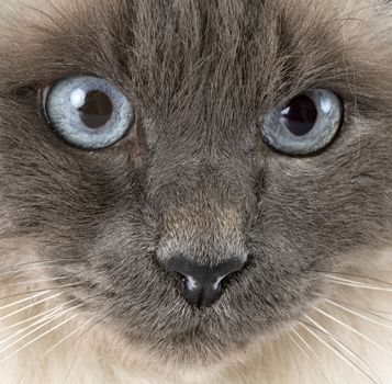 birman cat in front of white background