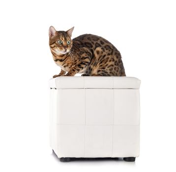 bengal cat in front of white background