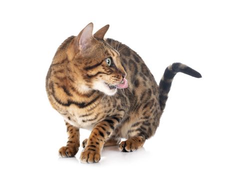 bengal cat in front of white background