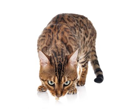 bengal cat in front of white background