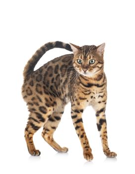 bengal cat in front of white background