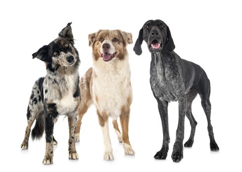 australian shepherds and German Shorthaired Pointer in front of white background