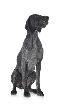 German Shorthaired Pointer in front of white background