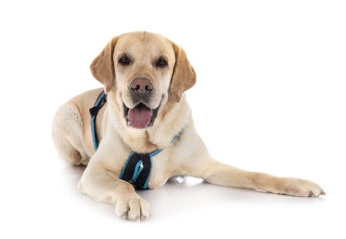 labrador retriever in front of white background