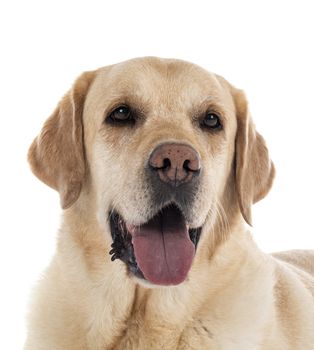 labrador retriever in front of white background