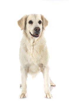 golden retriever in front of white background