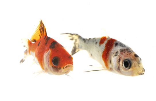 colorful goldfish in front of white background