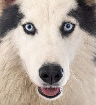 Yakutian Laika in front of white background