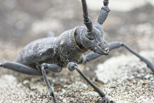 Male of longhorn beetle, Morinus asper, on tree bark with lichens.