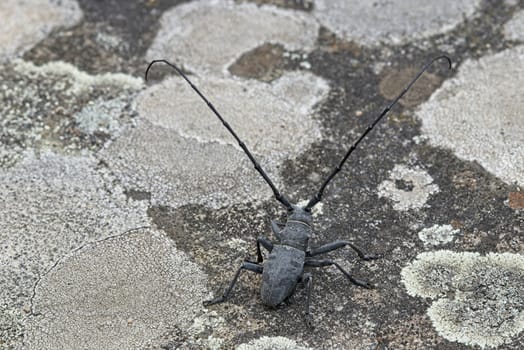 Male of longhorn beetle, Morinus asper, on tree bark with lichens.