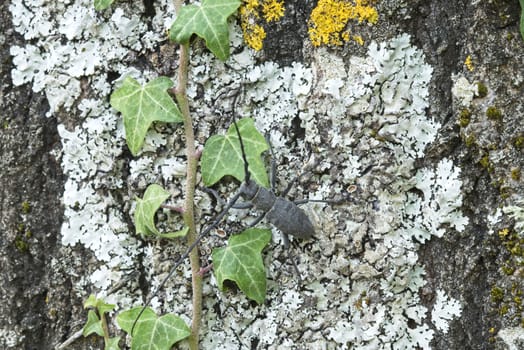 Male of longhorn beetle, Morinus asper, on tree bark with lichens.