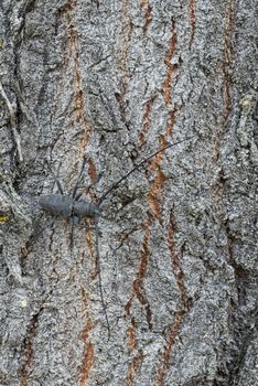 Male of longhorn beetle, Morinus asper, on tree bark with lichens.