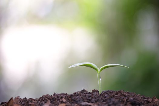 Young green plants growing in the morning