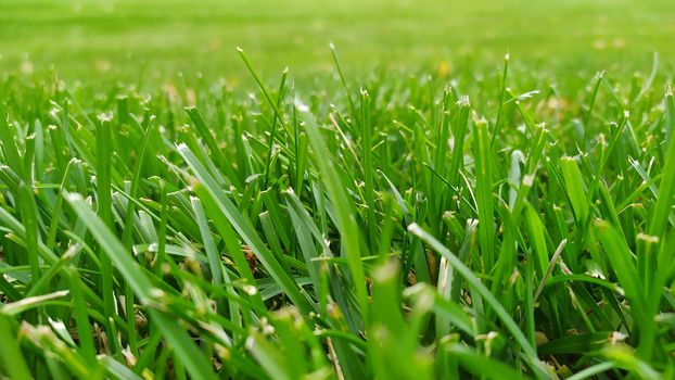 Trimmed lawn. Abstract natural backgrounds with beauty bokeh.