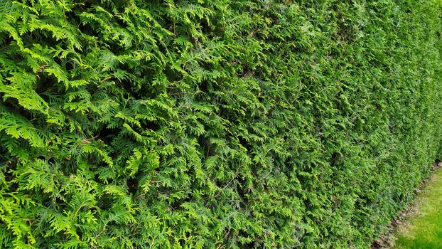 green wall Background of a Garden