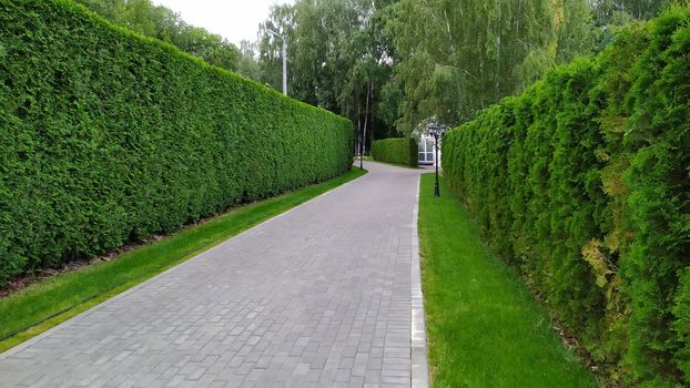 Looking down a gravel path of a tall hedge maze. No people. Path surrounded on both side by a tall hedgerow in a formal garden.