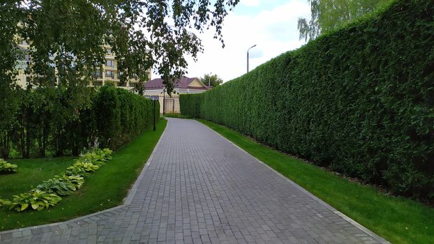 Looking down a gravel path of a tall hedge maze. No people. Path surrounded on both side by a tall hedgerow in a formal garden.