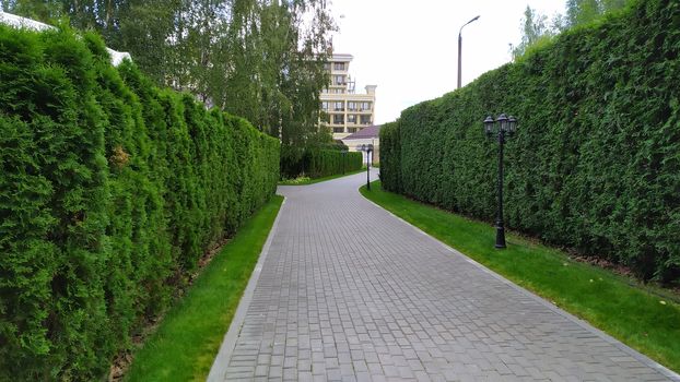 Looking down a gravel path of a tall hedge maze. No people. Path surrounded on both side by a tall hedgerow in a formal garden.