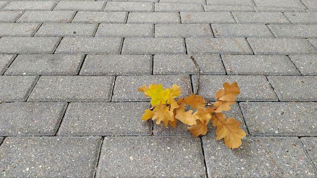 Yellowed dry maple leaves on the gray stone sidewalk close-up. Autumn foliage. leaf fall.